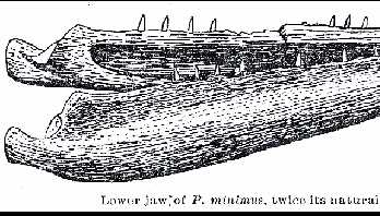 stew-98a.jpg (22599 bytes)