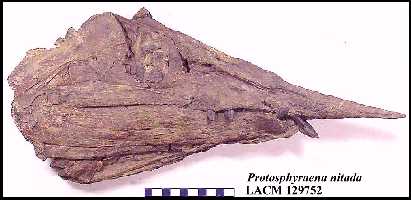 129752a.jpg (14942 bytes)