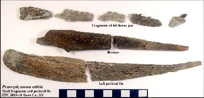 EPC2003-14a.jpg (22837 bytes)