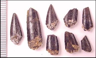 dk-prota.jpg (17900 bytes)
