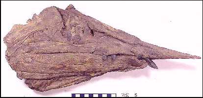 ep88-14a.jpg (14292 bytes)