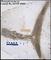 ku49419a.jpg (9348 bytes)