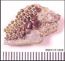 15548-aa.jpg (13366 bytes)