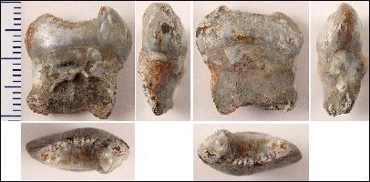 HadrodusIncisora.jpg (23669 bytes)