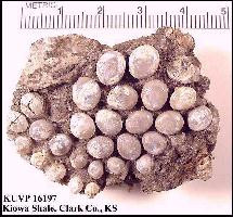 KU16197A.jpg (16762 bytes)