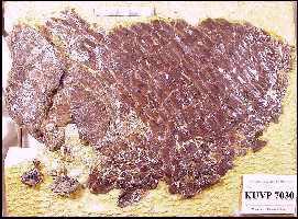 KU7030A.jpg (23722 bytes)