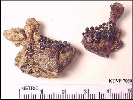 KU7030E.jpg (14432 bytes)