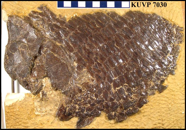 KUVP7030-2.jpg (132721 bytes)