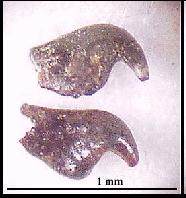 dk-hadrb.jpg (9739 bytes)