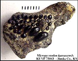 ku75043a.jpg (19822 bytes)