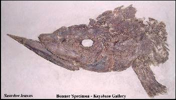 BONNER2A.jpg (16260 bytes)