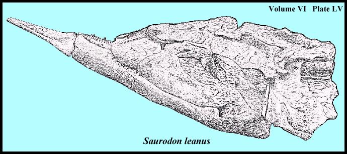 SAUROSKL.jpg (61916 bytes)