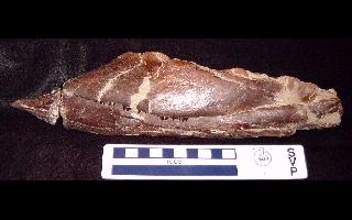 arksaura.jpg (12720 bytes)