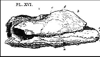 hays183a.jpg (21619 bytes)
