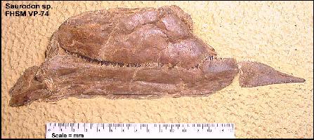 vp-74a.jpg (29397 bytes)