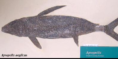 apsopela.jpg (13751 bytes)