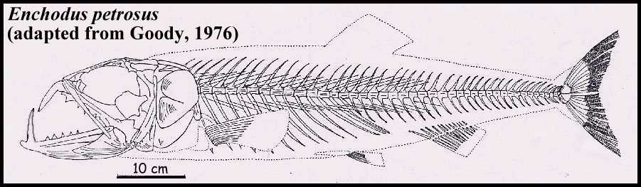 e-petro1.jpg (47460 bytes)