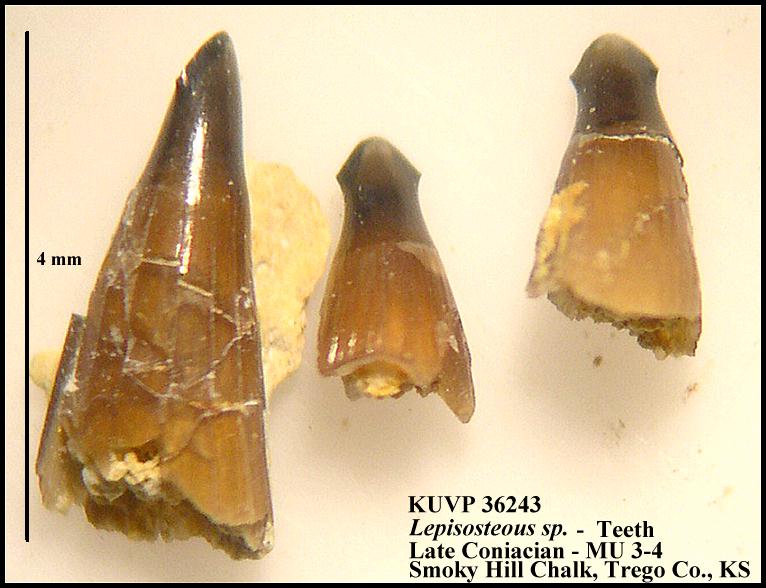 ku36243.jpg