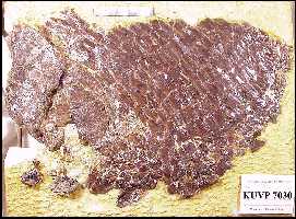 ku7030aa.jpg (17129 bytes)