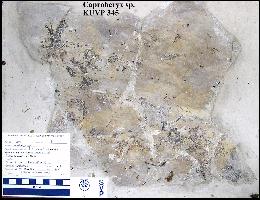 kuvp345a.jpg (16172 bytes)