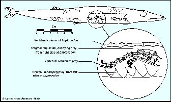kuvp35f.jpg (20731 bytes)