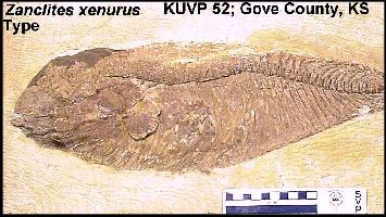 kuvp52a.jpg (5972 bytes)