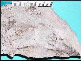 omosomab.jpg (18697 bytes)