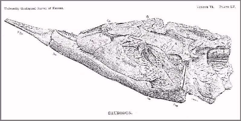 saurodn2.jpg (58291 bytes)