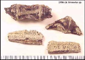 strato2a.jpg (15644 bytes)