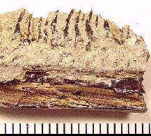 strato3a.jpg (15825 bytes)
