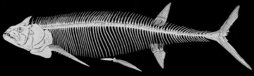 xiph-03.jpg (29402 bytes)