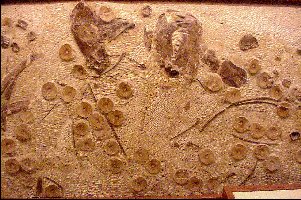 xiphmeaa.jpg (4234 bytes)