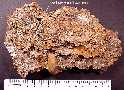 gastr_2a.jpg (4158 bytes)