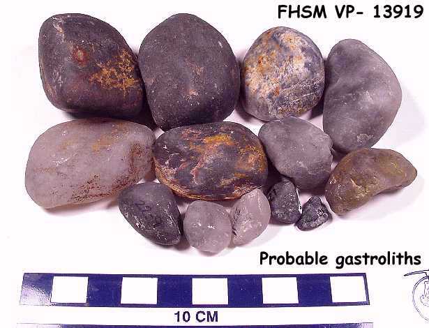 http://www.oceansofkansas.com/Gastroliths/vp13919.jpg