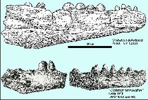 GLOBY-05a.jpg (28373 bytes)