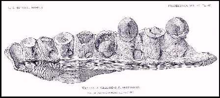 gilmoreb.jpg (18777 bytes)