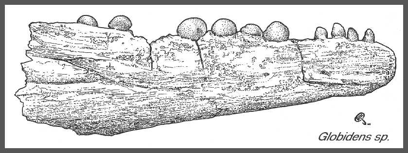 globy-01.jpg (58520 bytes)