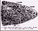 harlan1a.jpg (5274 bytes)
