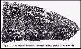 harlan2a.jpg (6909 bytes)