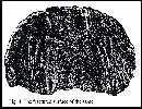 harlan4a.jpg (5815 bytes)