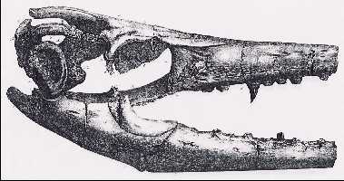 tab_viia.jpg (17764 bytes)