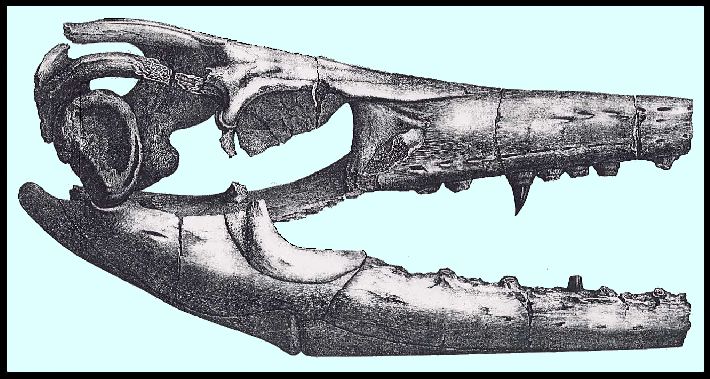 tab_viib.jpg (79271 bytes)