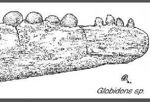 globy-1a.jpg (14632 bytes)