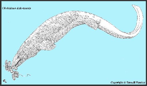 globy-2a.jpg (8610 bytes)