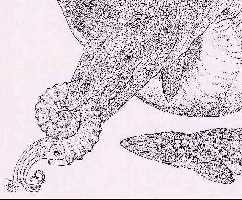 platy-ra.jpg (14829 bytes)