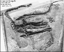 AMNH-FR5100a.jpg (19279 bytes)