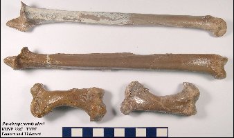 KUVP2287-LimbBonesa.jpg (16947 bytes)