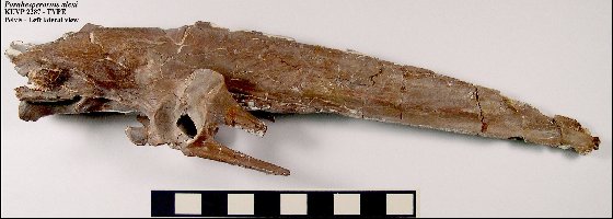 KUVP2287-Pelvisa.jpg (28108 bytes)