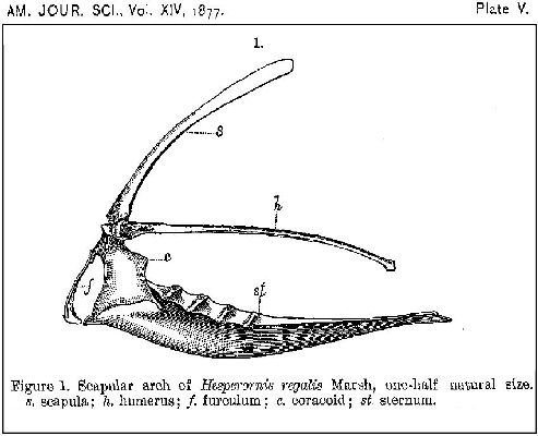 Marsh1877plV1a.jpg (34473 bytes)