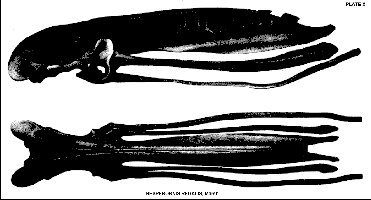 Marsh1880Pl-Xa.jpg (22486 bytes)